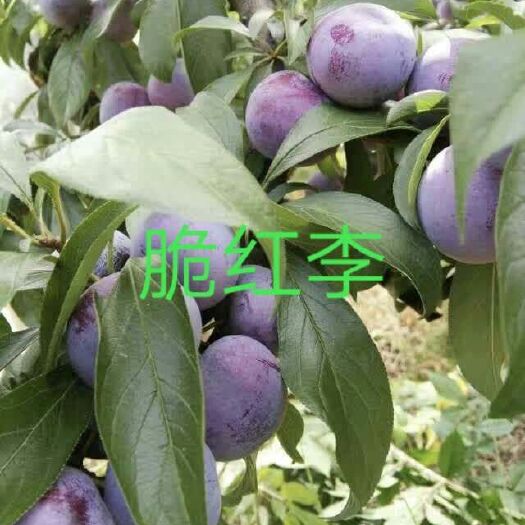 苍溪县脆红李苗 汶川脱骨脆红李，买十送一，包成活