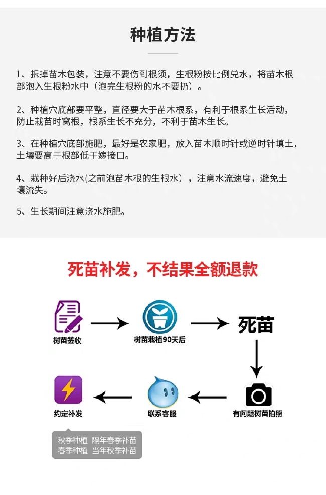 嫁接桃树苗 桃树果苗 嫁接苗南方北方种植早熟晚熟保成活