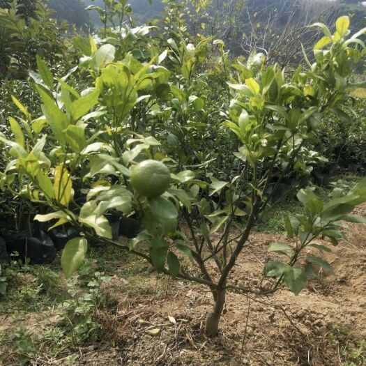 灵山县 皇帝柑苗沃柑苗沙糖桔苗