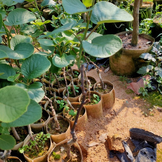 灵山县红心猕猴桃苗 猕猴桃果树苗 红心绿心黄心猕猴桃嫁接苗 南北方种植奇异果树苗