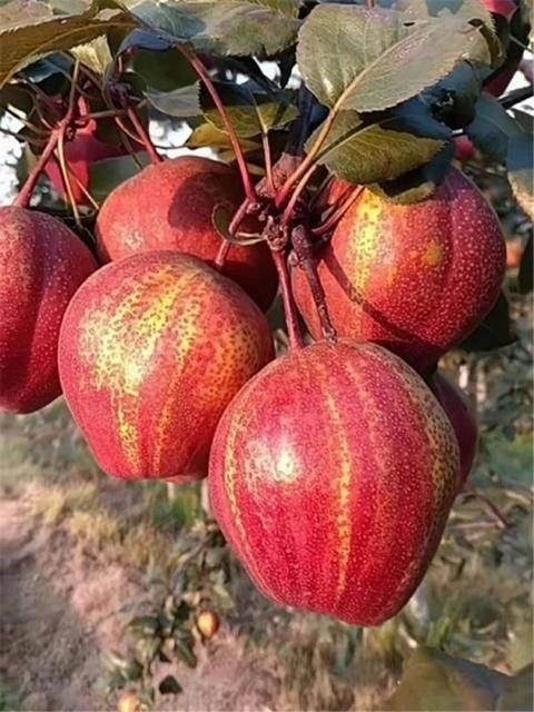 景泰县 早酥红梨苗