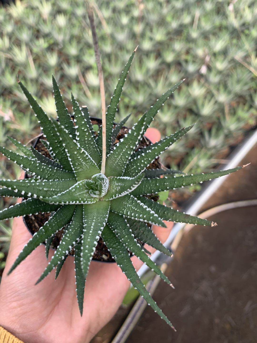 十二卷  福建漳州多肉植物基地直销 一手货源 大小规格齐全