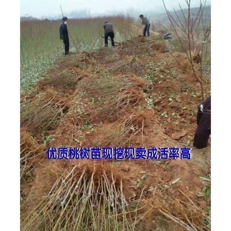  嫁接桃树苗水蜜桃黄桃冬桃树苗盆栽地栽特大当年结果南方北方种