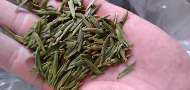 高山绿茶  春茶独牙