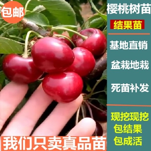 平邑县 俄罗斯大樱桃，樱桃树苗，车厘子苗，嫁接樱桃苗，果树苗盆栽