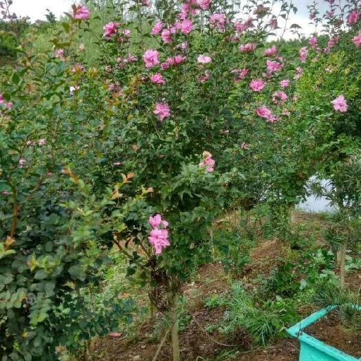 蕲春县 大量供应木槿花苗木