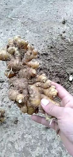 上蔡县河南小黄姜大量上市中