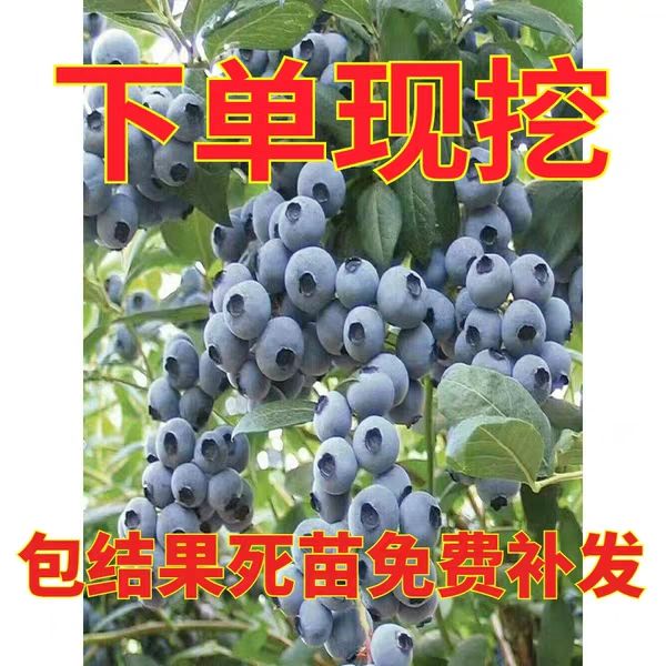 蓝莓苗盆栽苗，带原土发货，基地直售，要苗现挖
