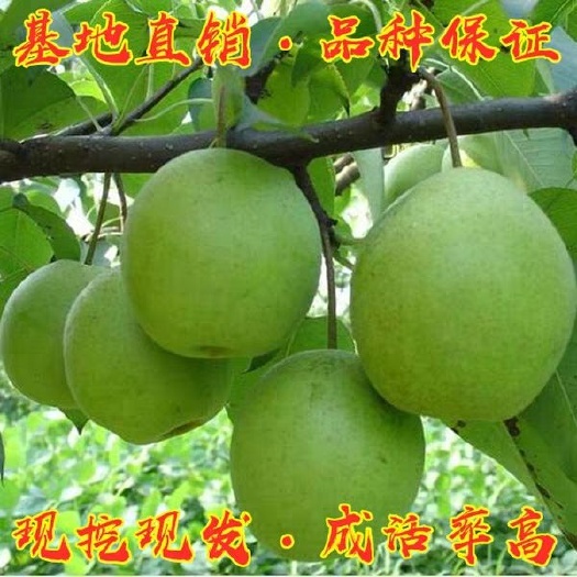 平邑县 绿宝石梨树苗，两年苗，基地直销，现挖现卖苗，可签订合同