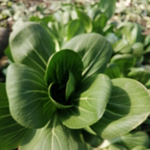  上海青青梗小青菜，大量供应浙江，上海，江苏周边，青梗无丝