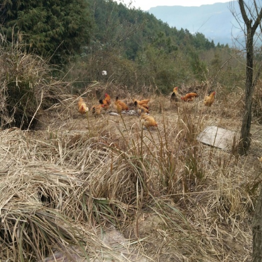  家有小量正宗草鸡蛋 草鸡 大米 可供应 量多勿扰