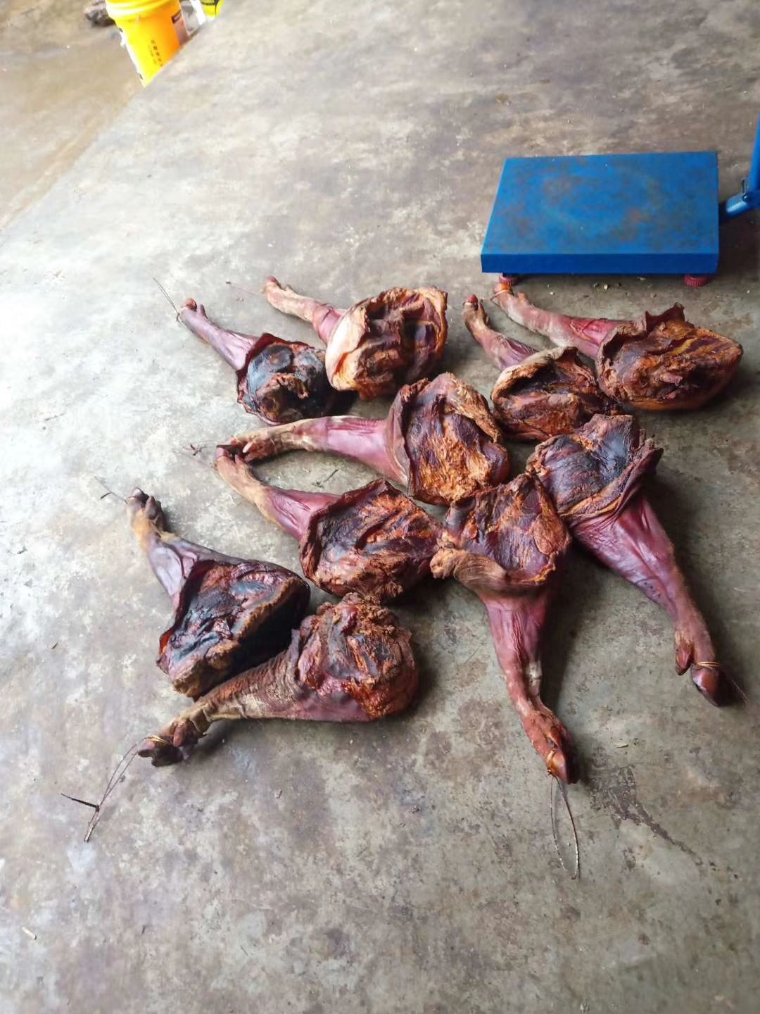  云南文山州麻栗坡县铁厂腊猪脚