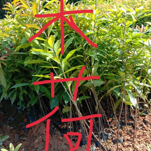 广州木荷 苗，批发