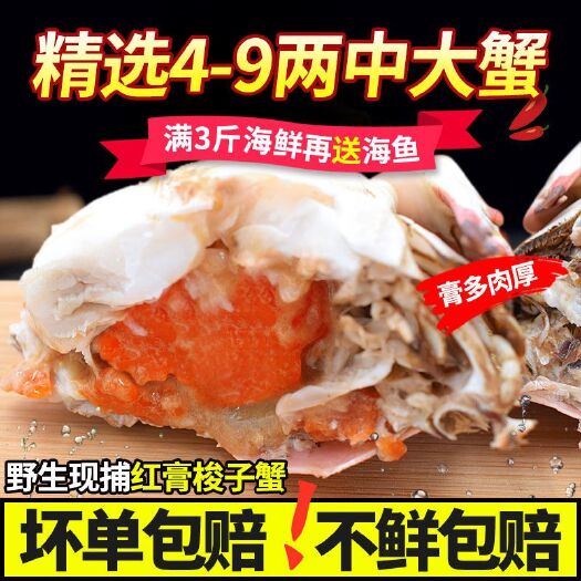 红膏蟹 【可选顺丰配送】【红膏全母】螃蟹鲜活梭子蟹新鲜海鲜鲜活梭