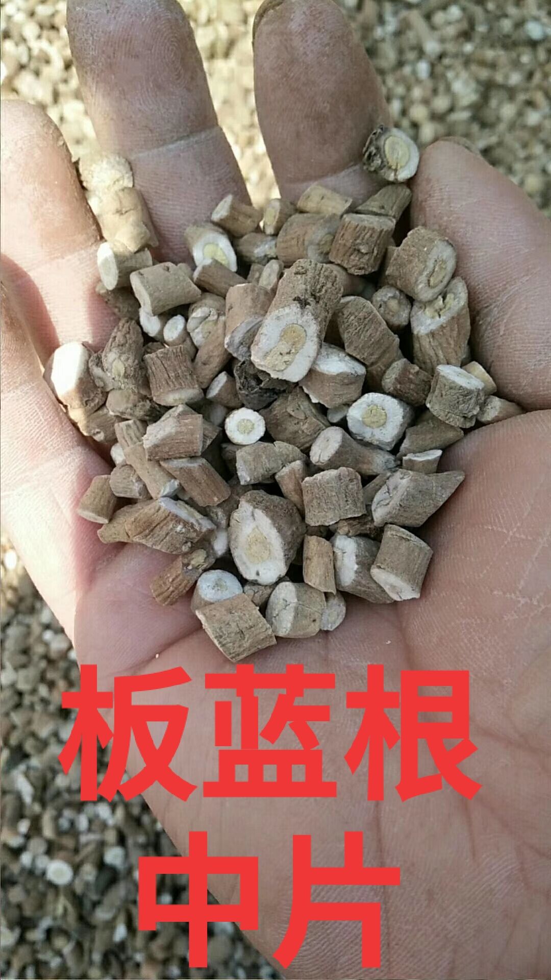 板蓝根片量大价优质量保障产地直销