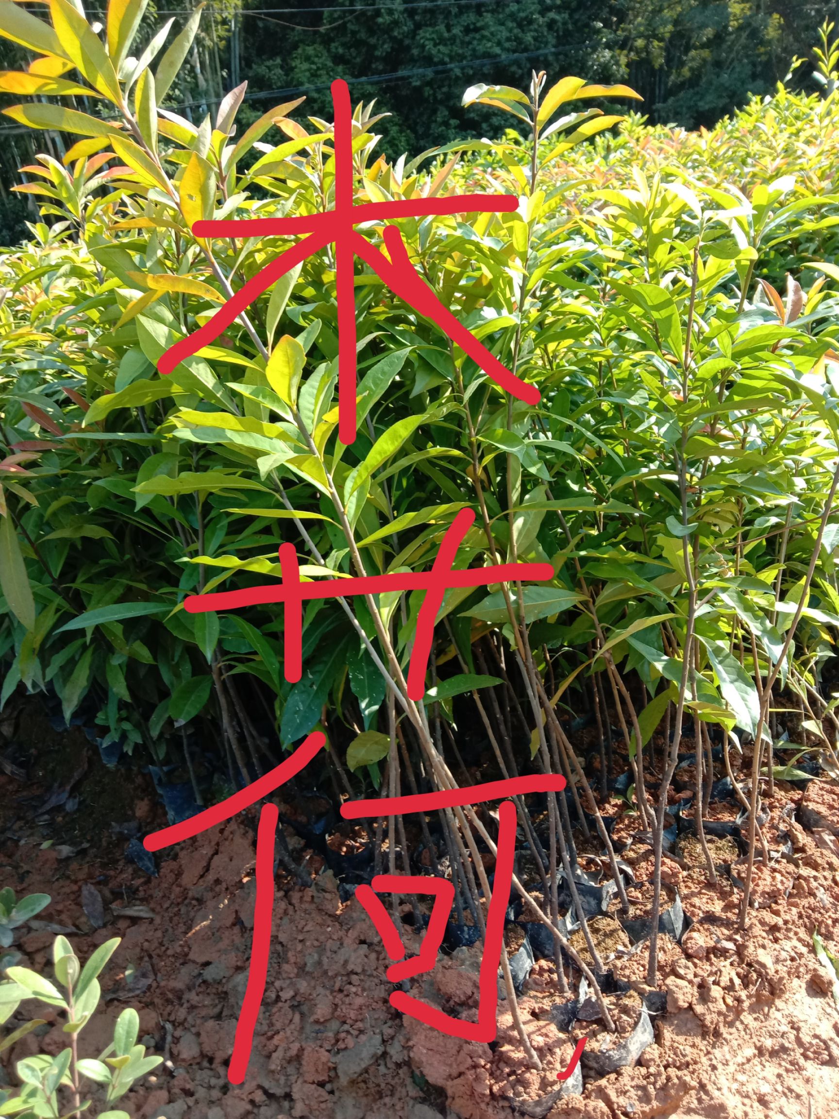 木荷 苗，批发