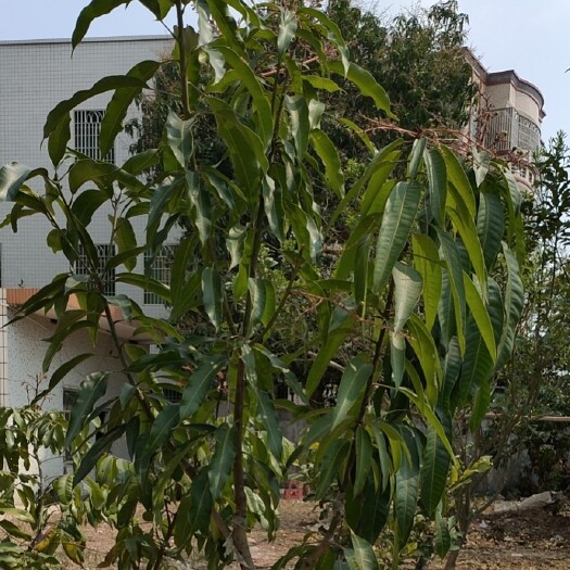 化州市 优质 芒果苗(中苗/大苗)