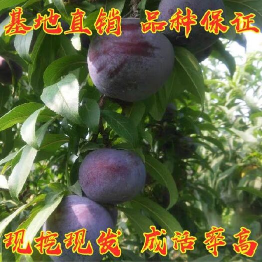 平邑县 黑琥珀李子巨型李子树苗，黑巨王李子树苗，成活率高
