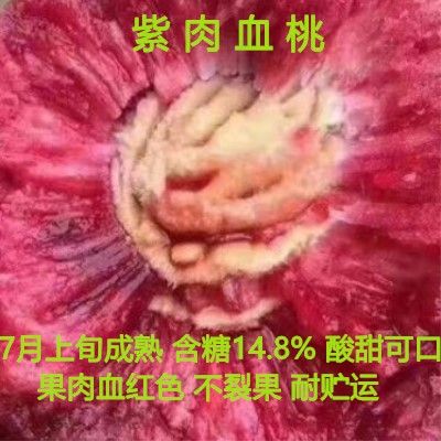 嫁接桃树苗 桃树果苗 嫁接苗南方北方种植早熟晚熟保成活