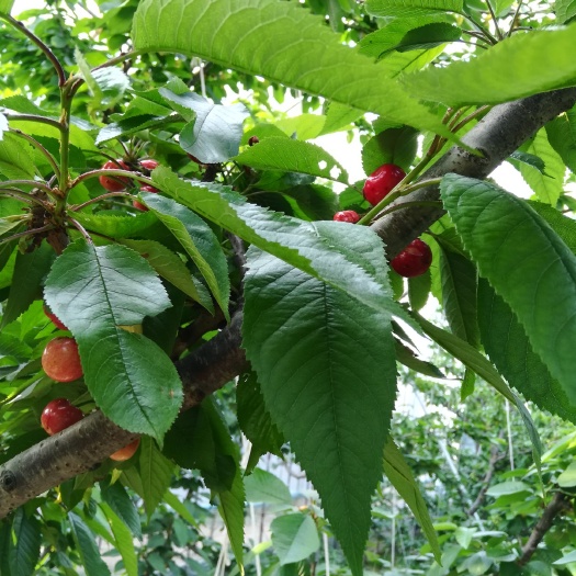 临朐县 无公害大樱桃