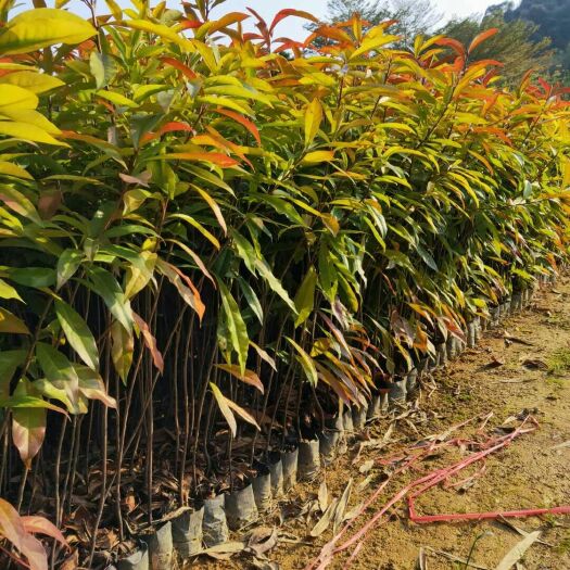 广州本基地直供木荷苗，(木荷苗批发)木荷营养袋苗，批发价格