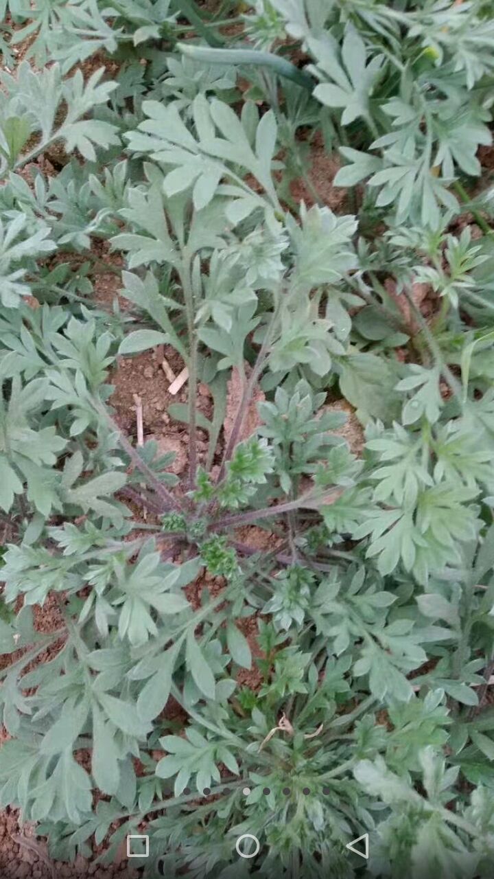 山野菜一一白蒿种子