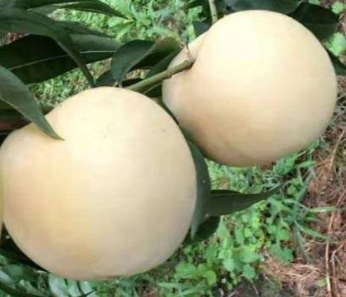 平邑县白如玉桃树苗 规格齐全  基地直销  现挖现发 包成活