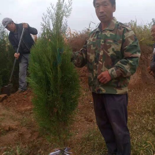 绛县苗圃直销二年苗侧柏苗，一米至一米五杯苗和定植苗各两万