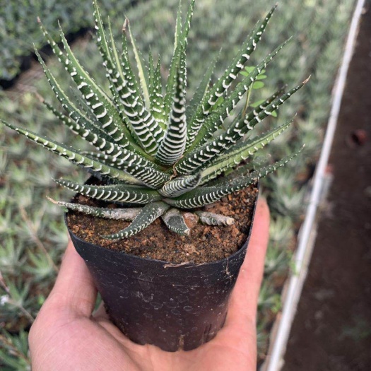 漳州十二卷  福建漳州多肉植物基地直销 一手货源 大小规格齐全