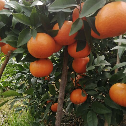  沃柑