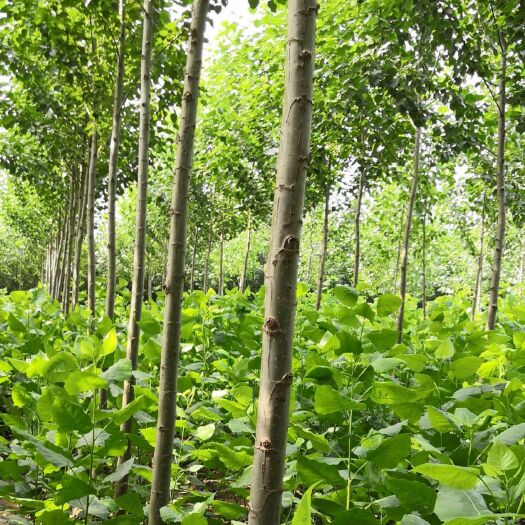 桃江县川杨  1~2公分工程占地利器 耐严寒抗低温 抗虫无絮原冠速生杨