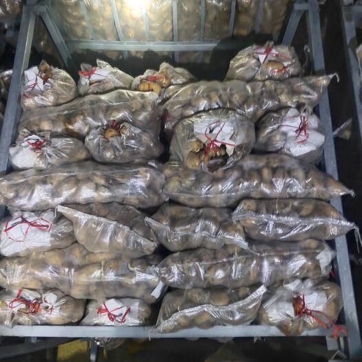 高密市荷兰15春土豆，三两以上通天袋子货，对外出售！
