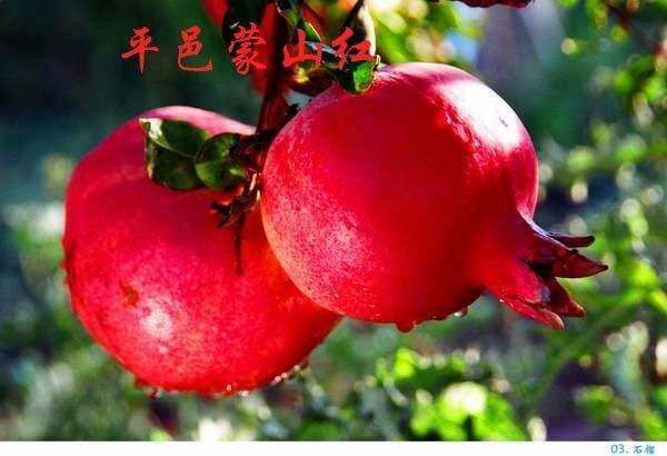 平邑县蒙阳红石榴苗 蒙阳红大石榴甜度高，座果率高，好管理全国发货