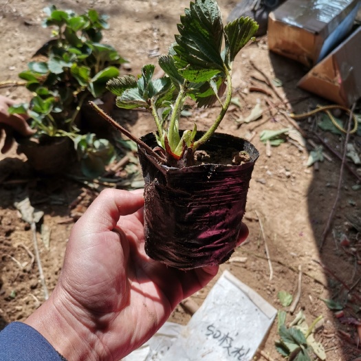 平邑县 奶香草莓苗，基地大量现货供应