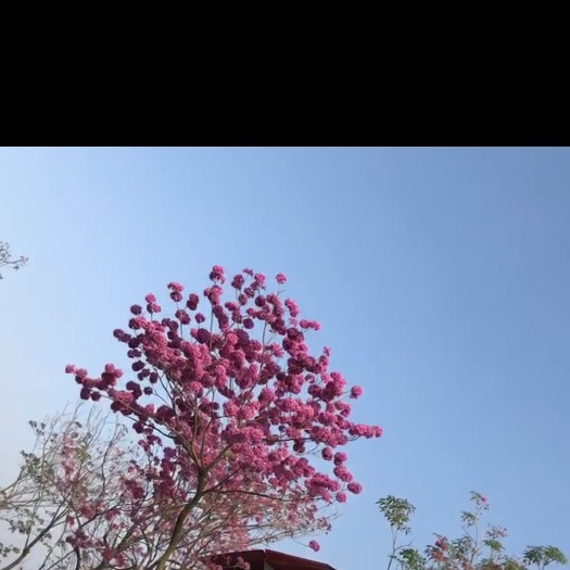 容县紫花风铃木庭院绿化树木