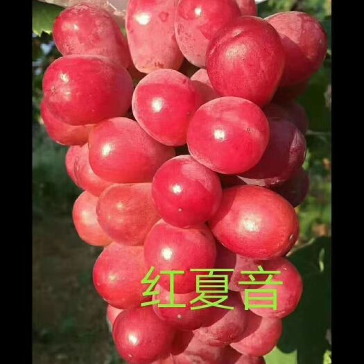 平邑县 蓝宝石葡萄苗