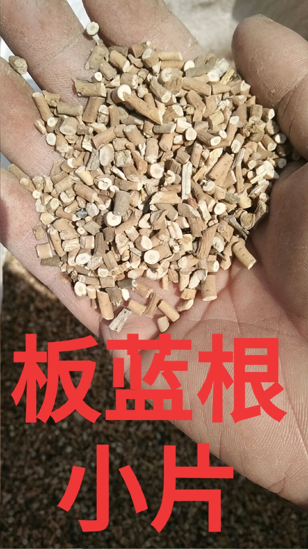 板蓝根片量大价优质量保障产地直销