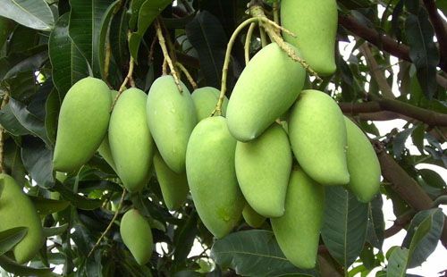 灵山县四季芒果苗 优质四季芒果二年苗可带土带叶发货