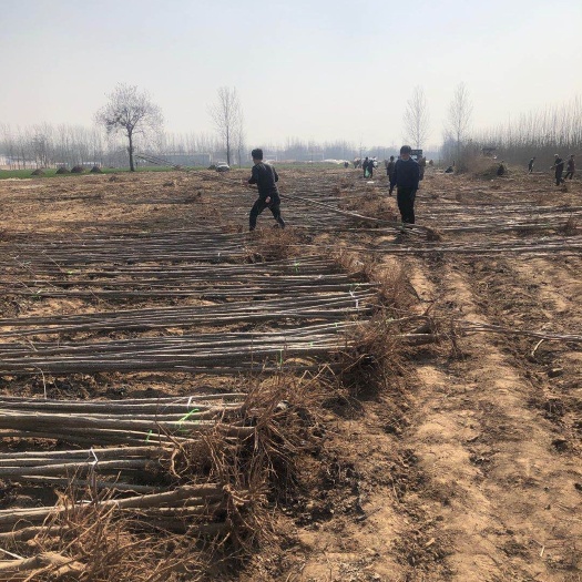 商丘无絮杨3804 三百亩无絮速生杨基地