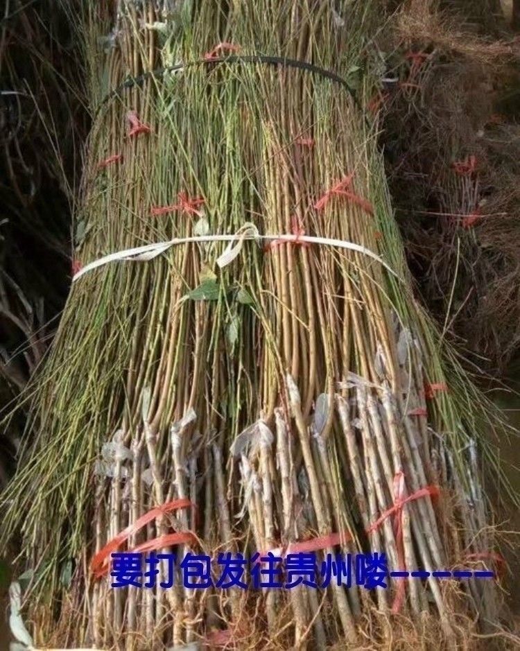  嫁接桃树苗水蜜桃黄桃冬桃树苗盆栽地栽特大当年结果南方北方种