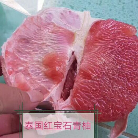 灵山县 泰国红宝石柚苗