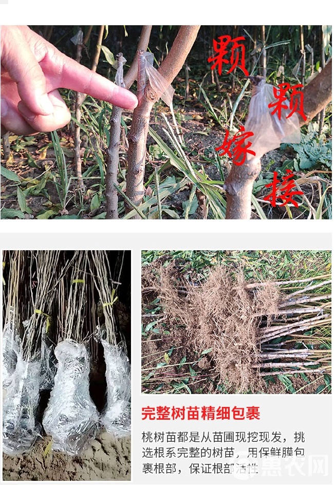  嫁接黄金蜜桃树苗 规格齐全  基地直销  现挖现发 包成活