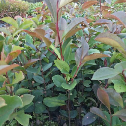 广州 (油茶苗批发)油茶苗批发价格