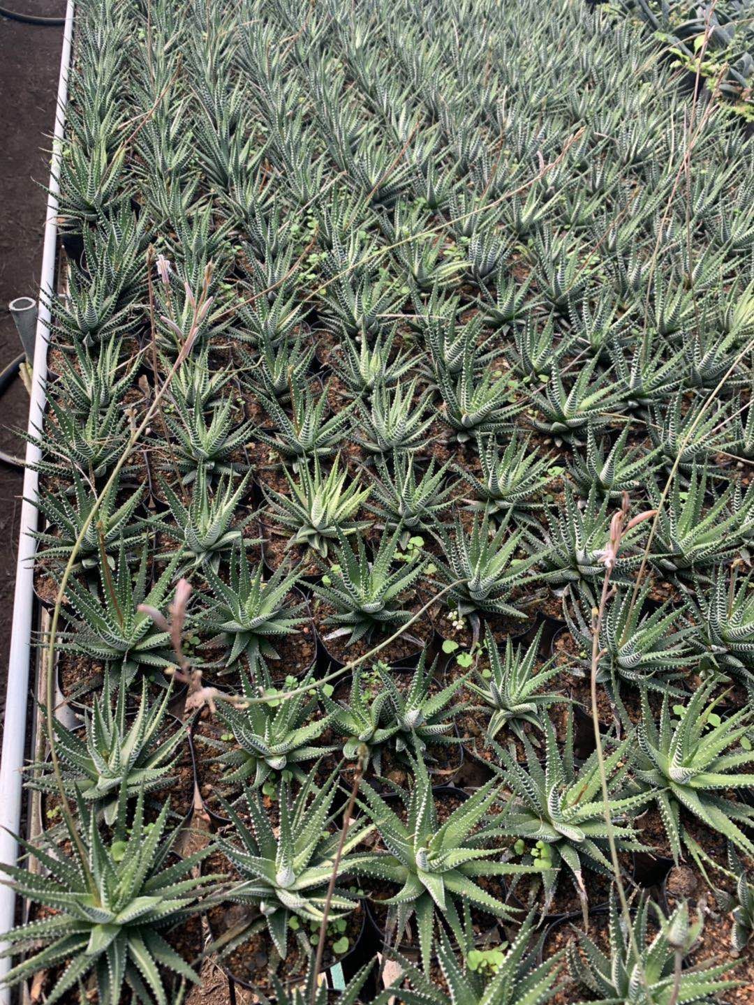 十二卷  福建漳州多肉植物基地直销 一手货源 大小规格齐全