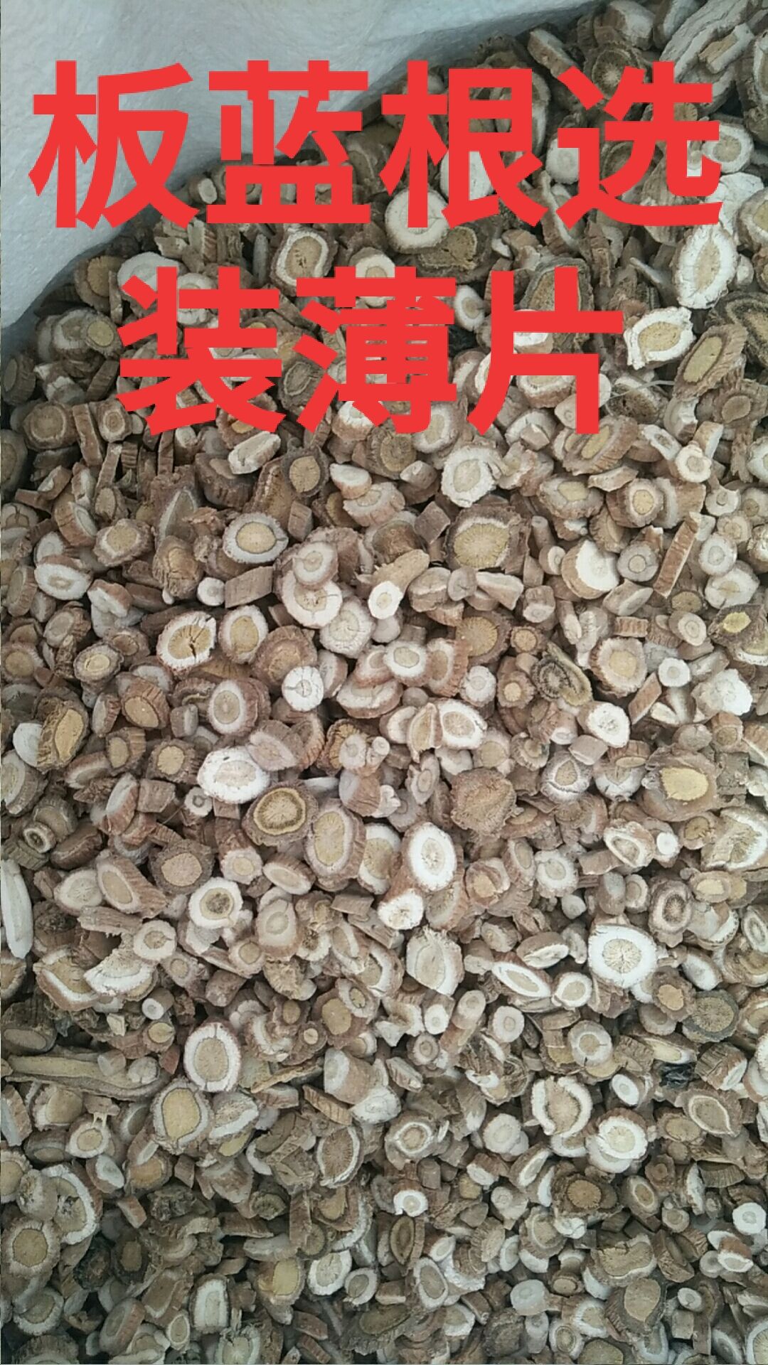 板蓝根片量大价优质量保障产地直销