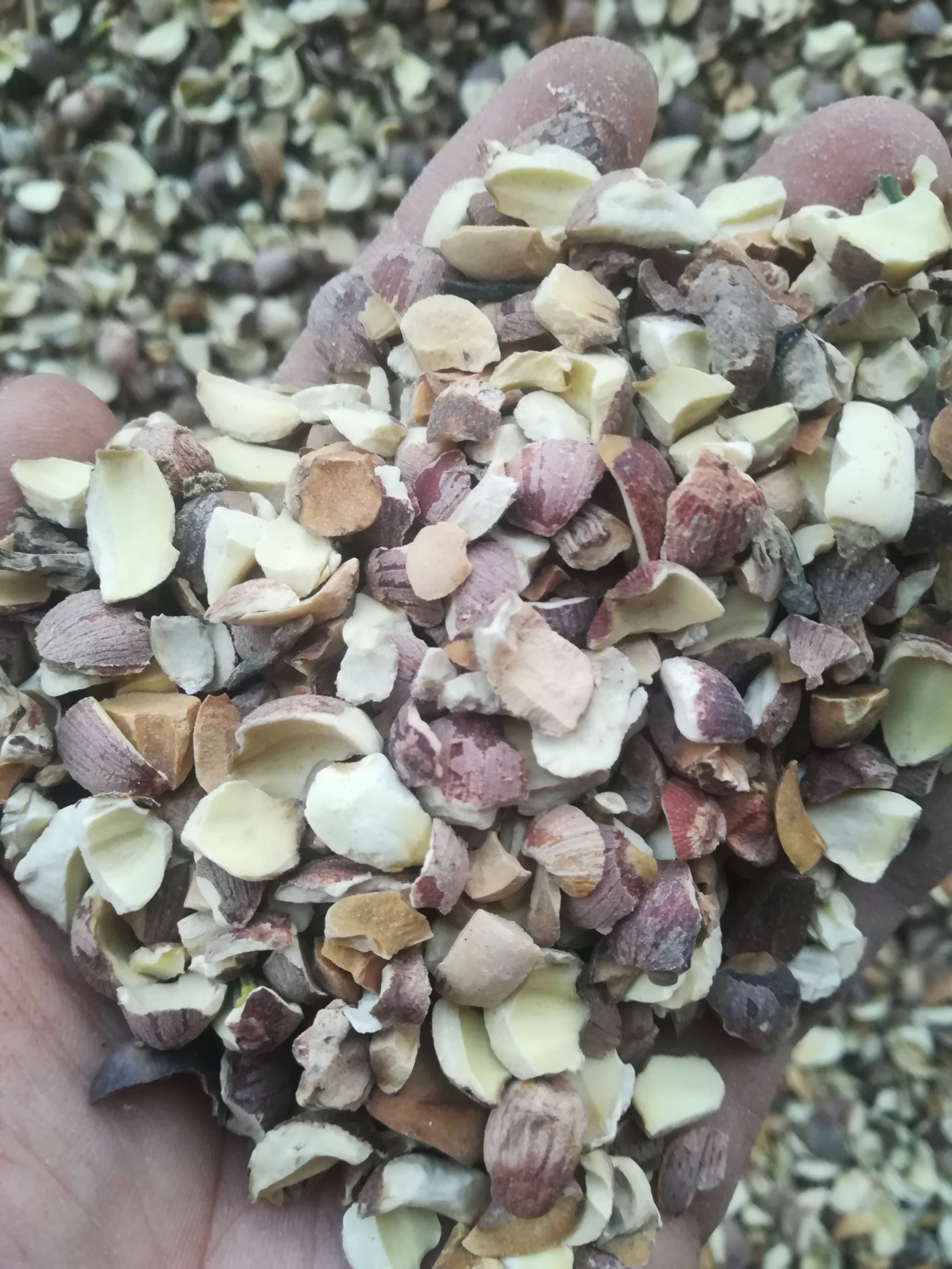 湘莲  湖南碎莲子  酿酒原料 自家工厂 直供