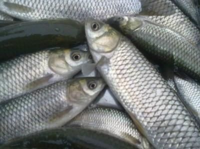 桂林池塘草鱼 淡水各种鱼苗各种规格
