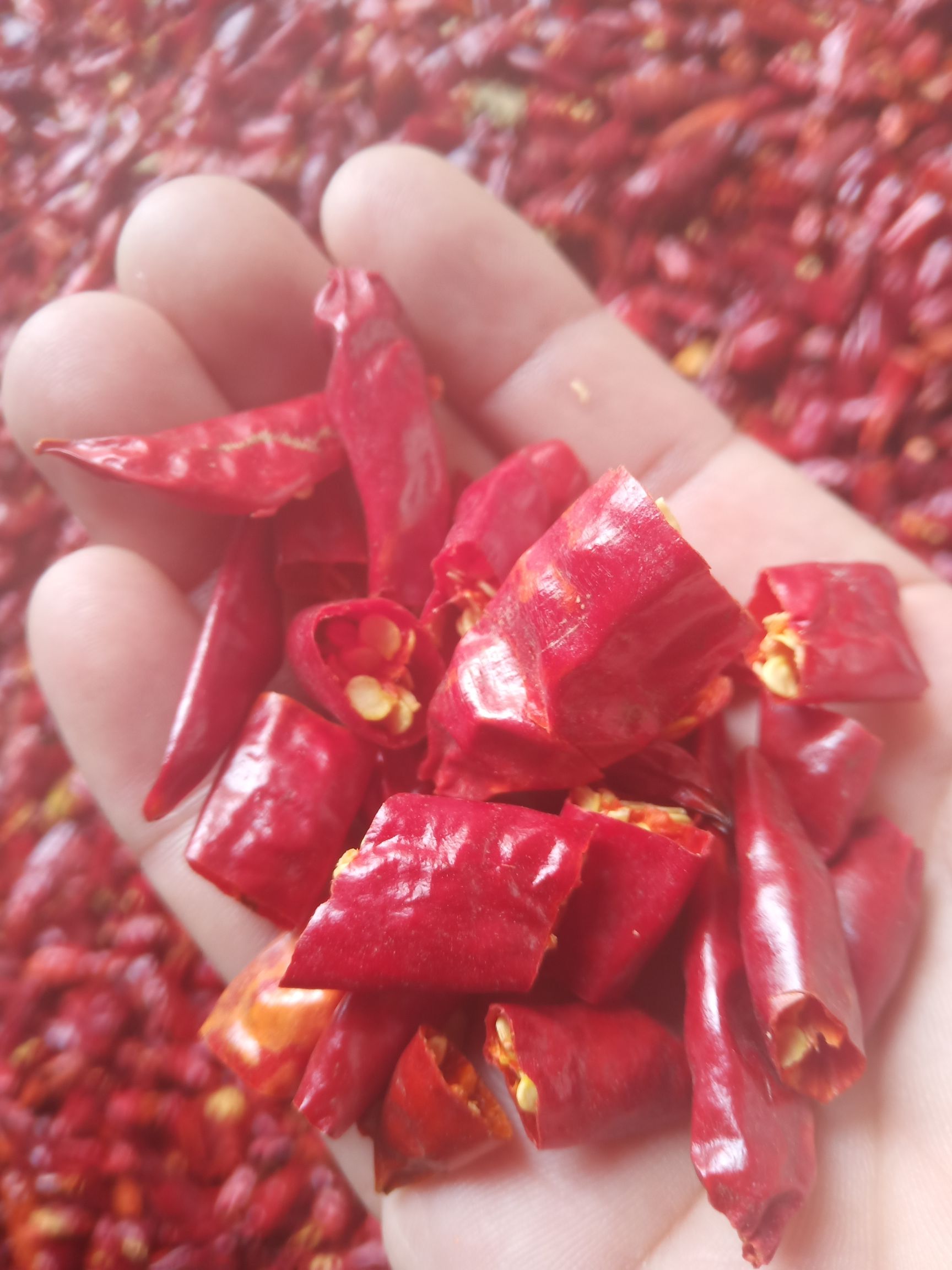 干线椒  辣椒段颜色通红个头匀称过筛无籽产地直发保证质量批发