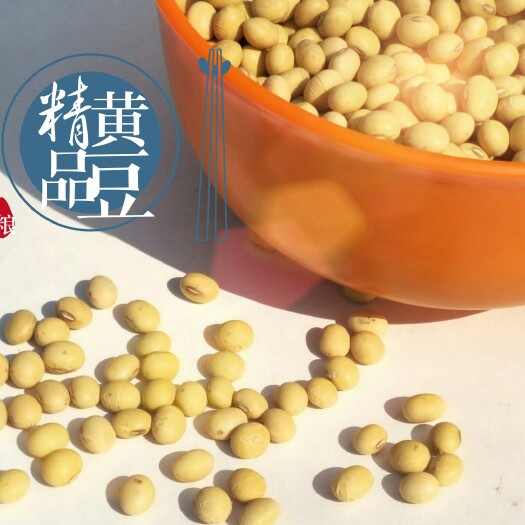 鄢陵县黄大豆 精品黄豆  高蛋白