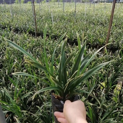 佛山 兰花，神童冠叶子清秀带金边开花香